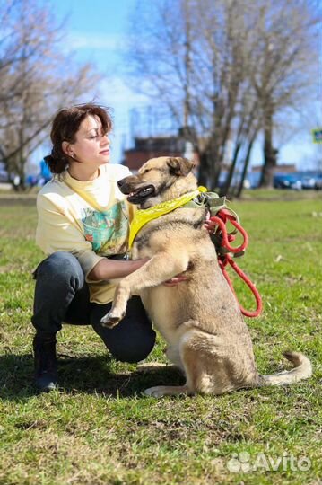 Собаки бесплатно в добрые руки