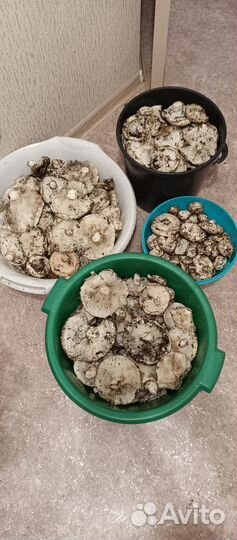 Грузди(подгруздки) Маринованные