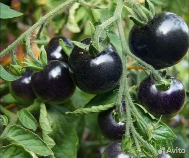 Рассада томата штамбовый