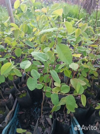 Ирга канадская