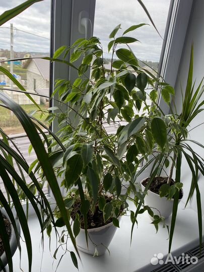 Комнатные цветы