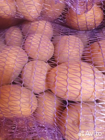 Беларусская лилея с доставкой только по станице