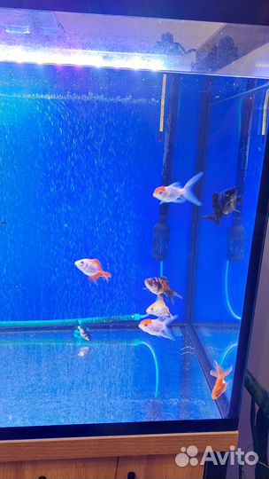 Золотые рыбки