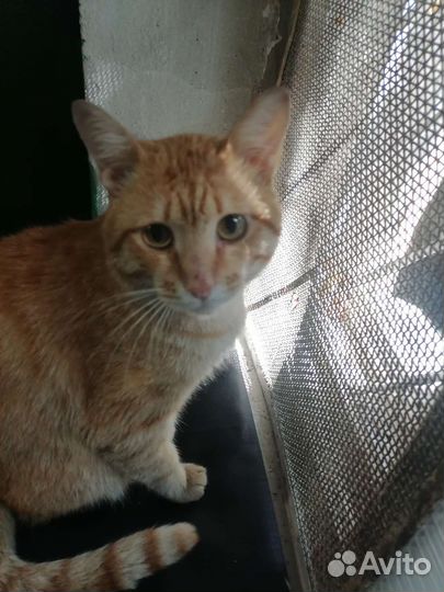 Ласковый котик