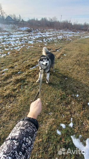 Аляскинский маламут. вязка