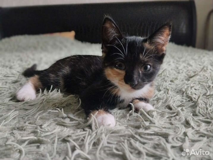 Котëнок в добрые руки