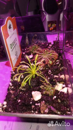 Флорариум 