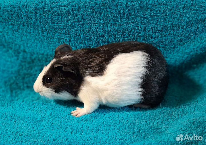 Морские свинки мальчики