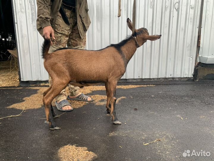 Чешский козел