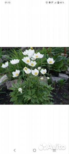 Весенние многолетники часть 1