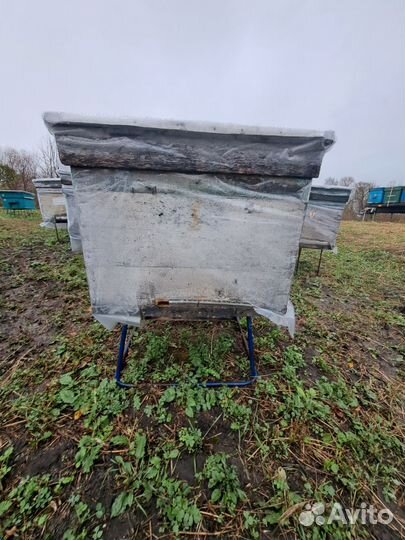 Пустой улей