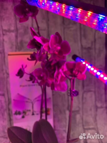 Лампа для растений