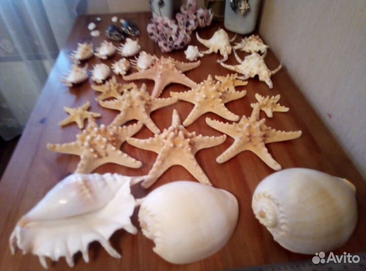 Ракушки для аквариума