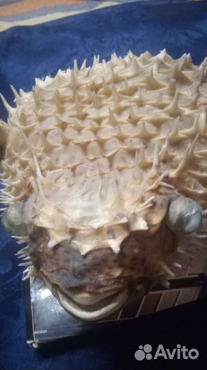 Рыба- шар, eagle