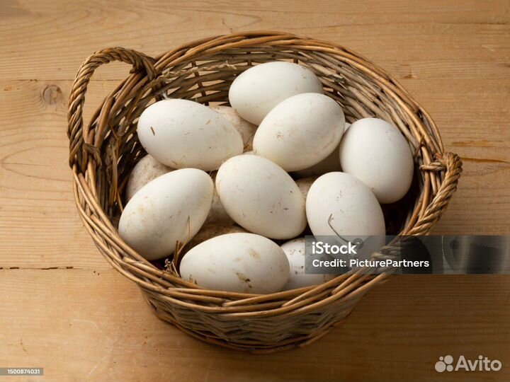 Инкубационое гусиное яйцо