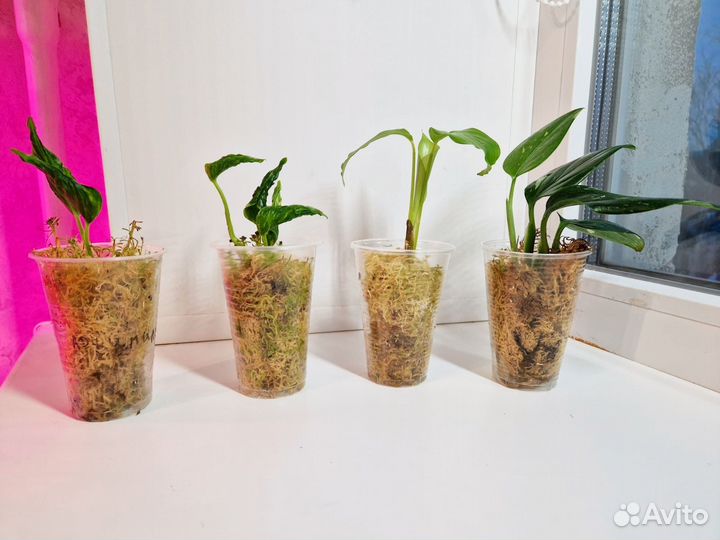 Комнатные растения