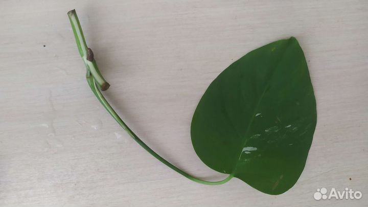 Монстера Альба