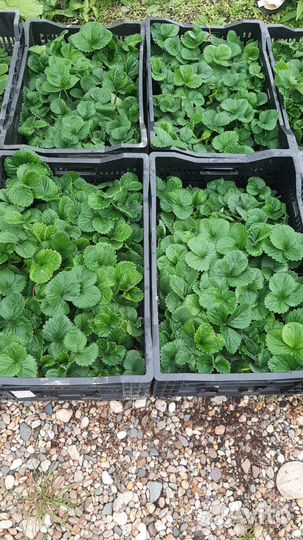 Саженцы клубники