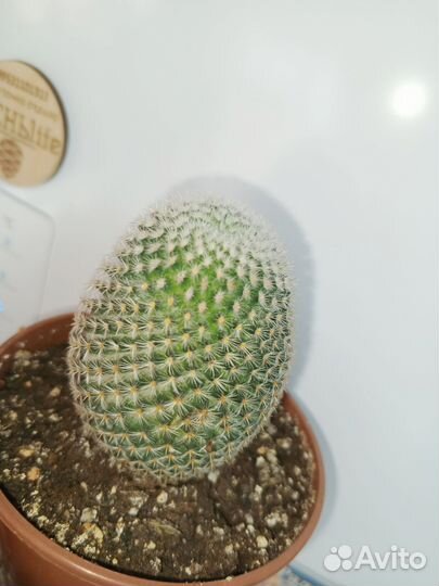 Кактусы и суккуленты