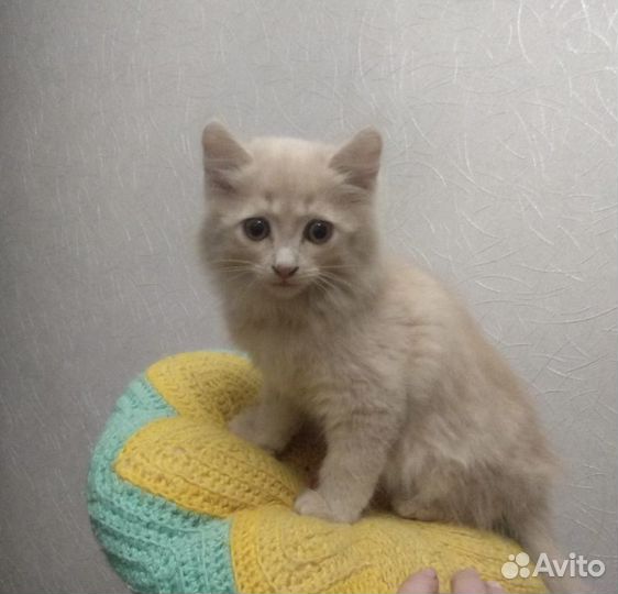 Котенок девочка в добрые руки