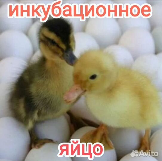 Инкубационное яйцо утки, гуся, несушки