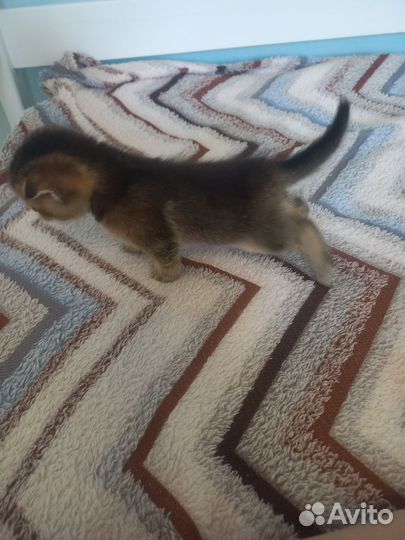 Шотландские котята