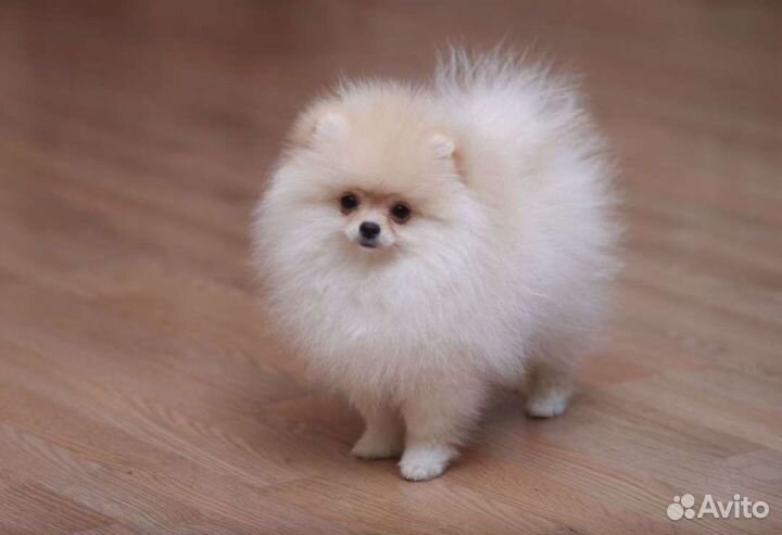 Приглашение на вязку