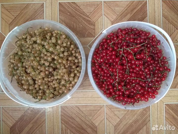 Смородина красная и белая