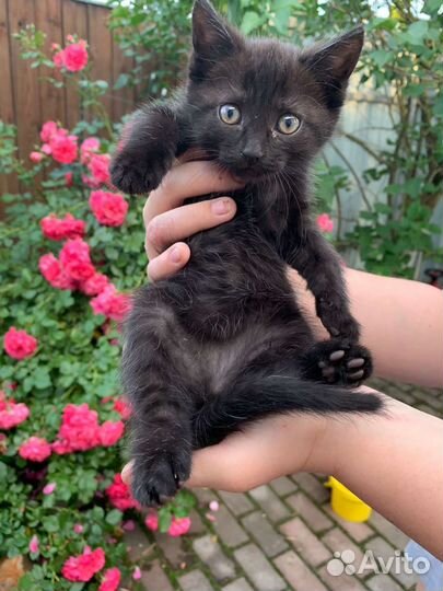 Кошка в дар бесплатно