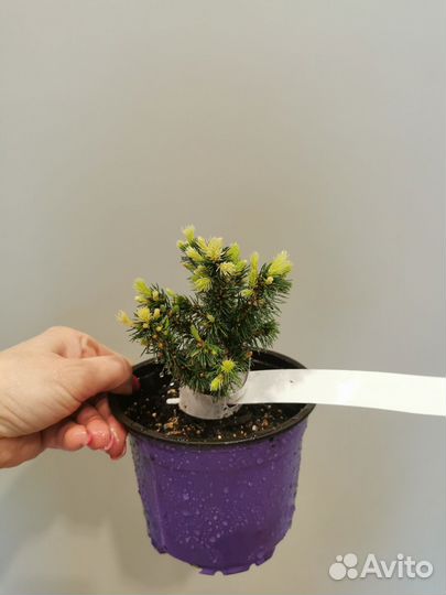 Ель сажанец