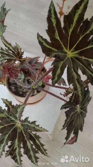 Комнатные цветы