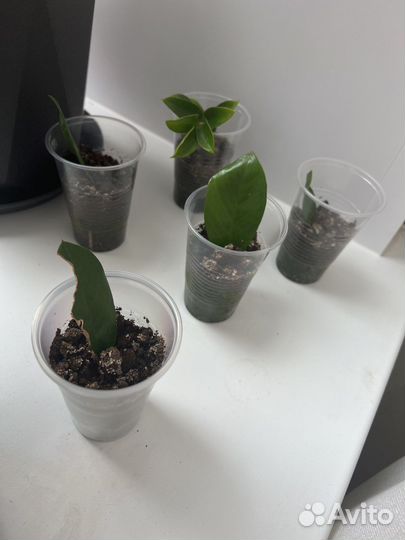 Замиокулькас детки