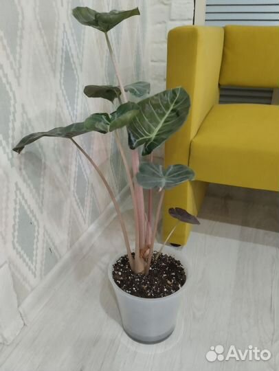 Алоказия розовый дракон