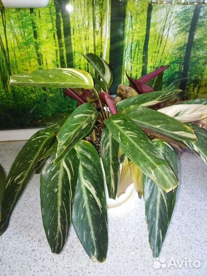 Строманта меджик стар