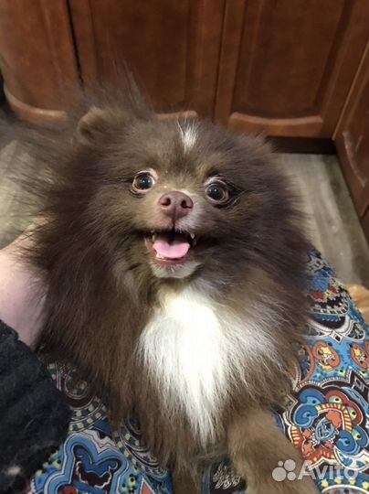 Шоколадный шпиц Мишутка