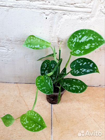 Сциндапсус расписной