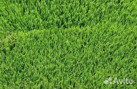 Газон от производителя