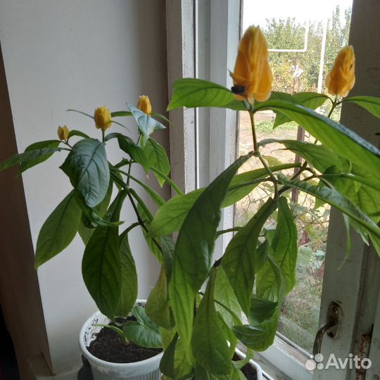 Комнатные цветы
