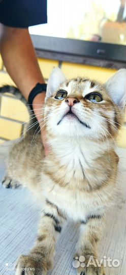Котенок в добрые руки