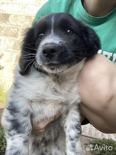 Собаки кокер спаниель