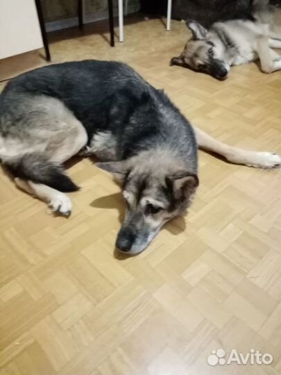 Мухтару грозит усыпление нужна передержка дом