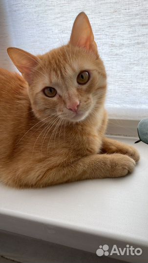 Рыжий кот 1,5 годика