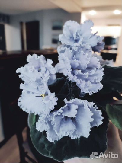 Фиалка Эльфийский сад (лист)