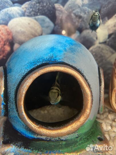 Рыба попугай