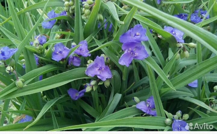 Садовые цветы и растения традесканция