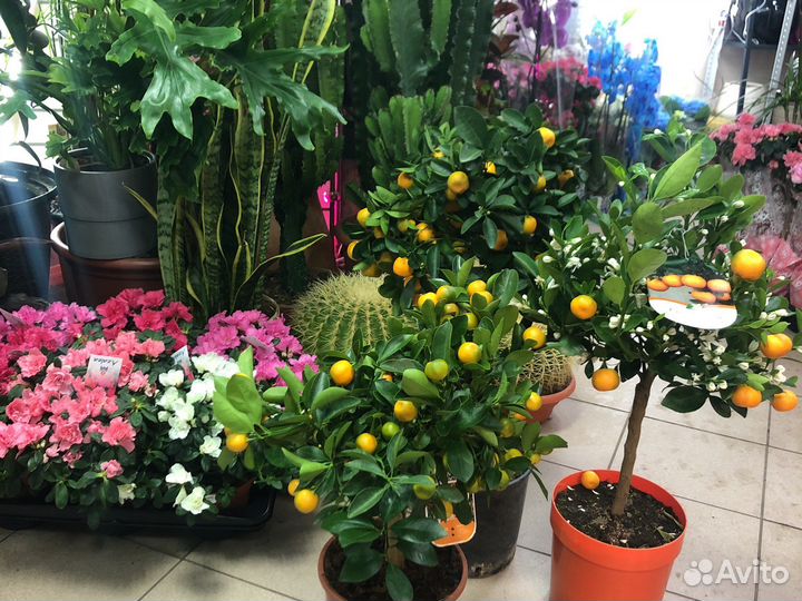 Цитрусовое дерево