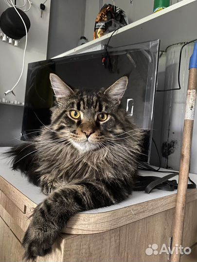 Мейн-кун вязка