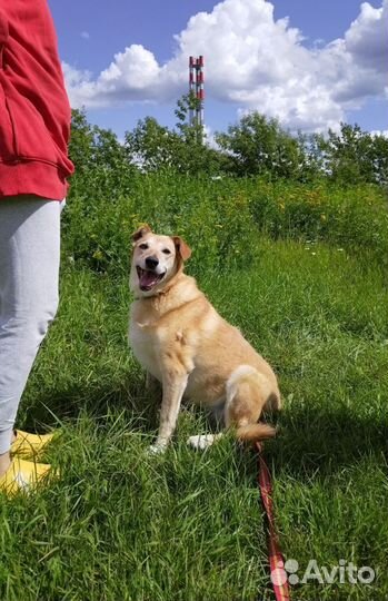 Старушка Чара из приюта на доживание