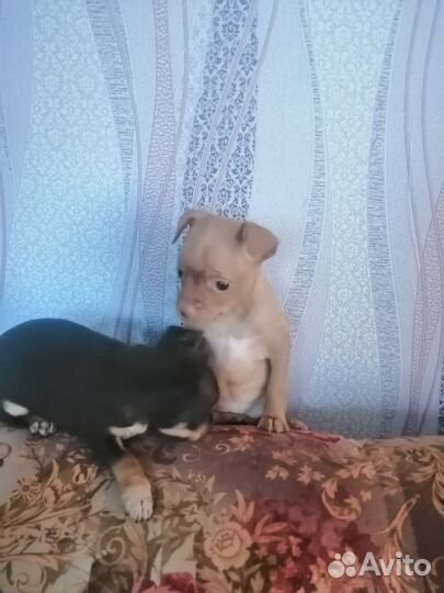 Щенки тойтерьера