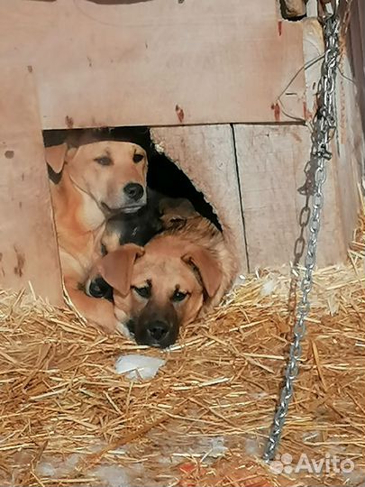 Щенки стерилизованные